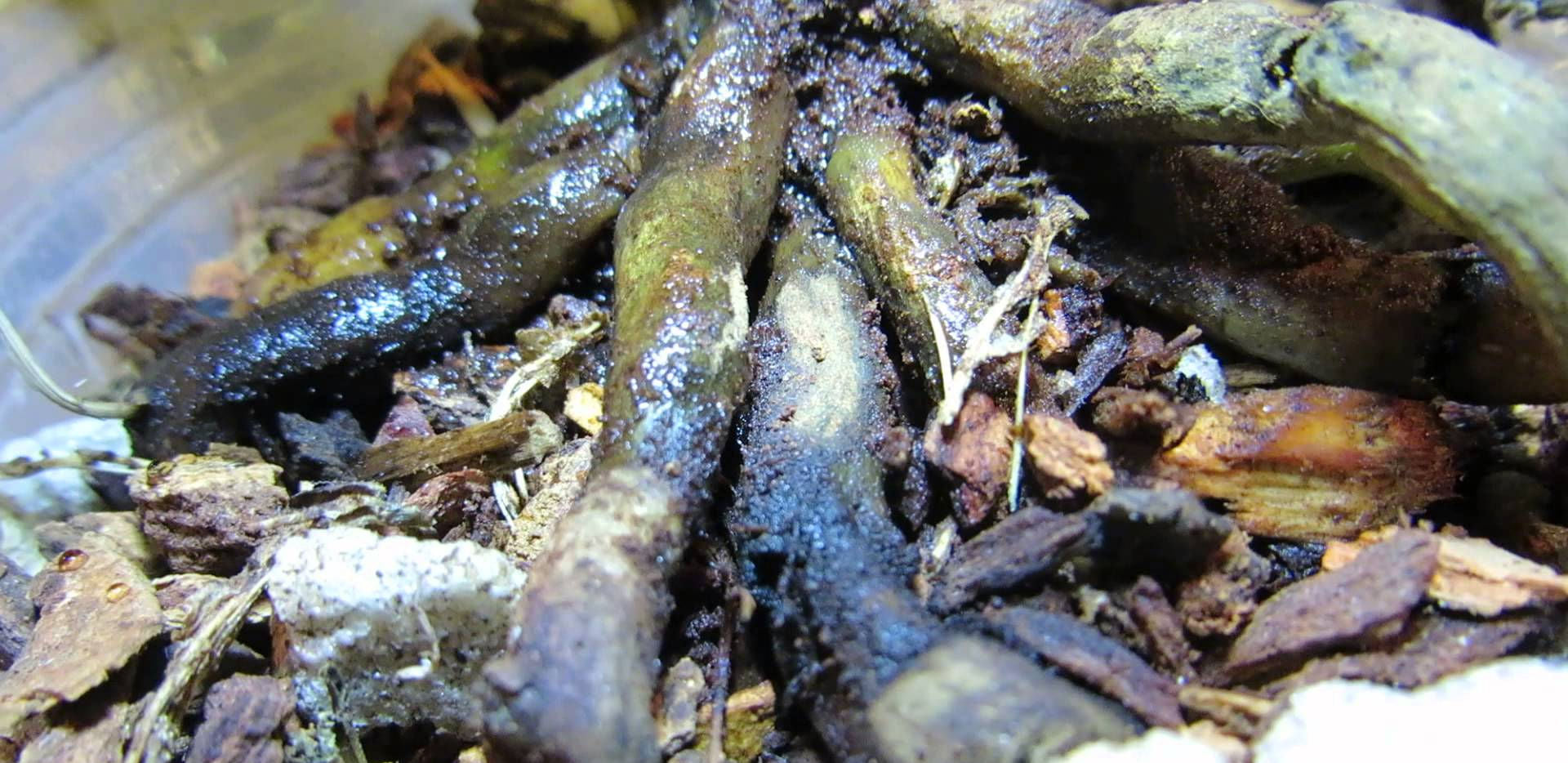 Top 7 Orchid Pest & Disease Issues To Prevent: Orchid Care (Part II)