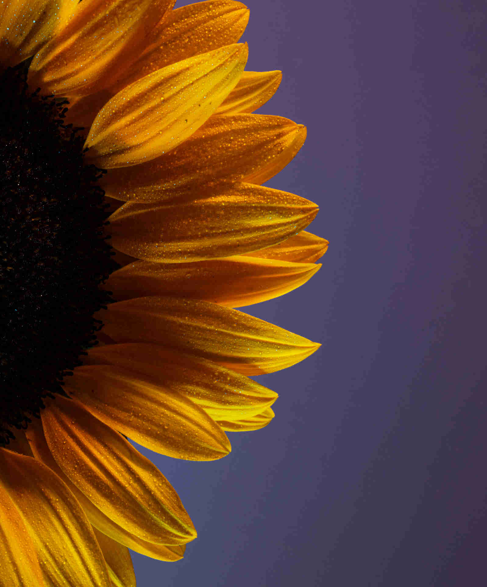 close up image of a sunflower