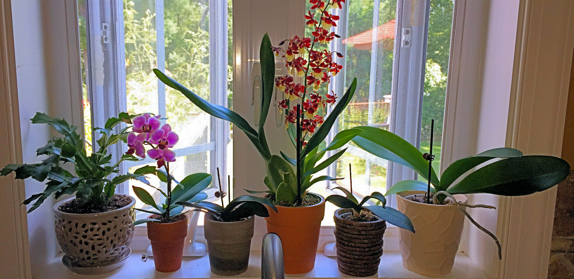 ﻿How to Care for Orchids: A Comprehensive Organic Guide