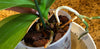 Repotting Orchids: Orchid Care (Part I)