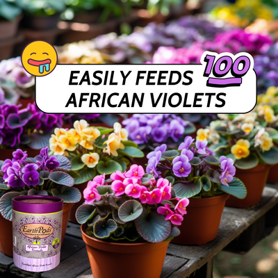 Potted African violets with a product container labeled 'EarthPods' on a wooden surface.