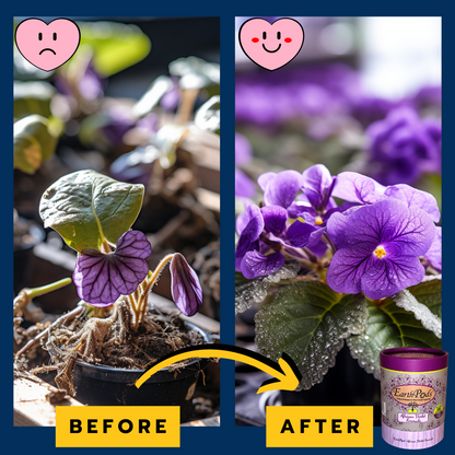 Before and after photo of dying African Violet plant perking up and thriving after using EarthPods African Violet plant food granule capsules