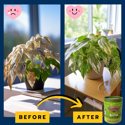 EarthPods all purpose plant food outperforms other indoor plant fertilizers showing a before and after photo of a plant that is now growing and thriving